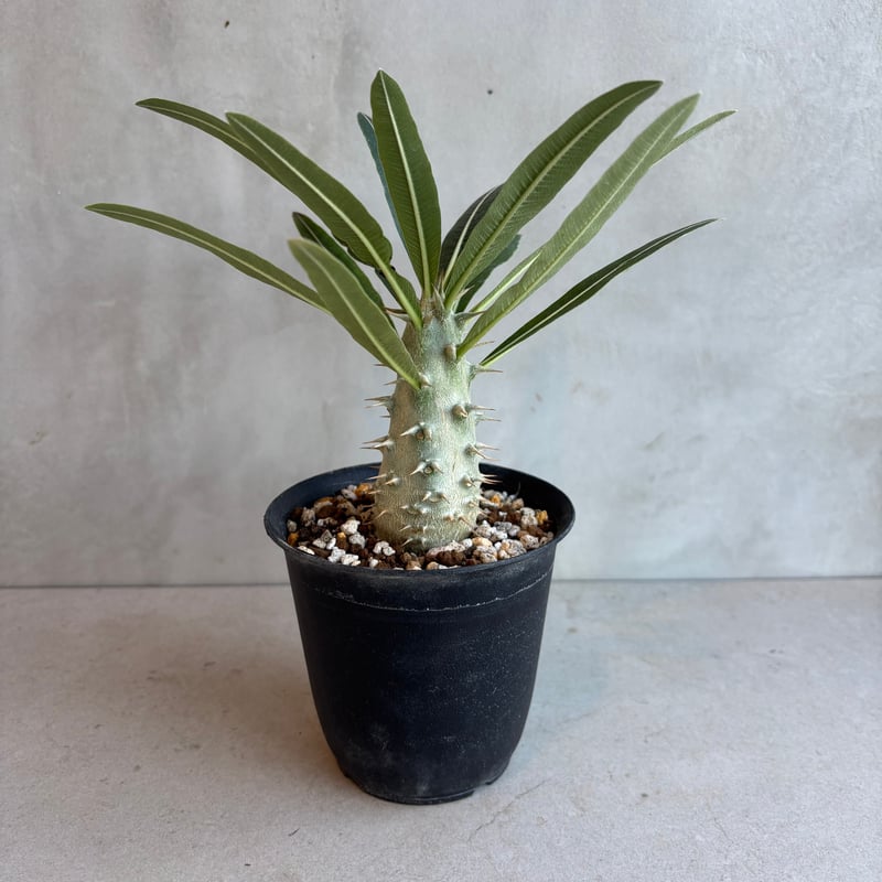 パキポディウム・カクチペス【実生】(24nov27.h07-43) | GOOD DAYS