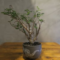 senna meridionalis センナ・メリディオナリス【tiger/gray鉢セット