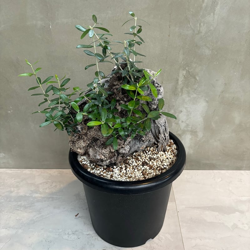 Old olive（24jun4.v3-7） | GOOD DAYS