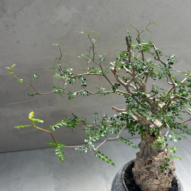 オペルクリカリア・パキプス【浅見 五郎助 作家鉢】(24dec24.v14-16