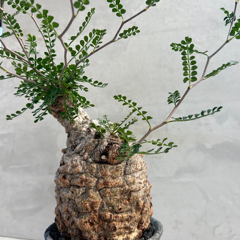 オペルクリカリア・パキプス【浅見五郎助作品鉢】(24dec24.v14-22