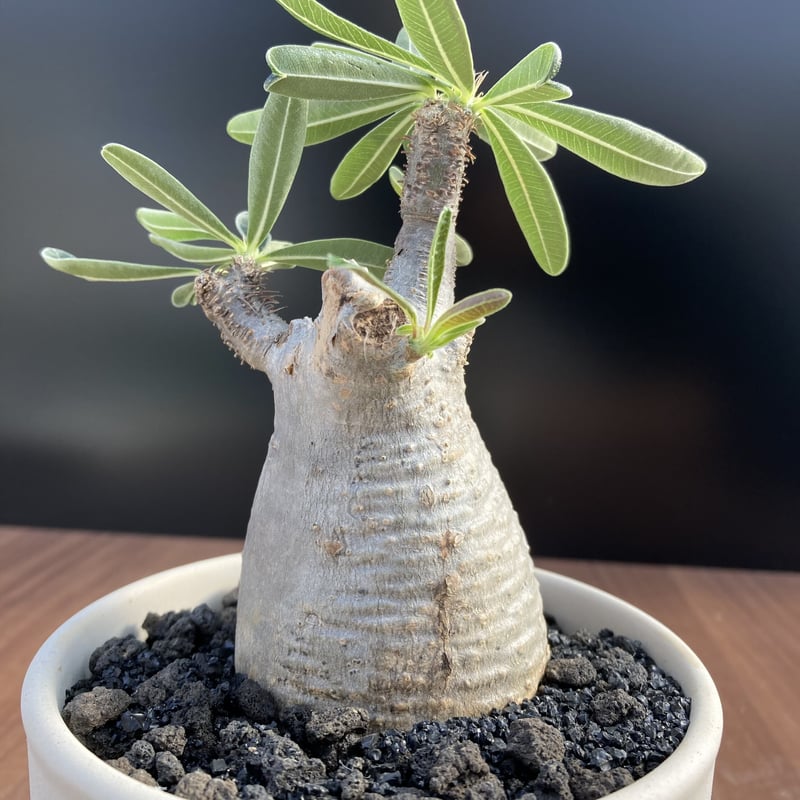 9月入荷 50粒+ パキポディウム エニグマチカム 種子 種 証明 グラキリス0 9月入荷 50粒+ パキポディウム エニグマチカム 種子 種 証明