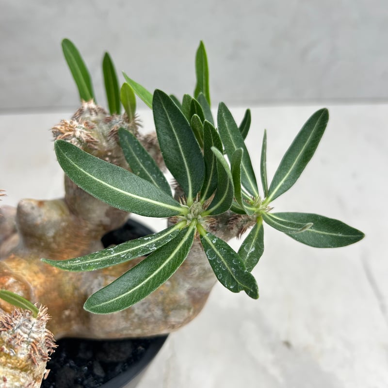 パキポディウム・ブレビカリックス (25jul15v46/2-3) | GOOD DAYS