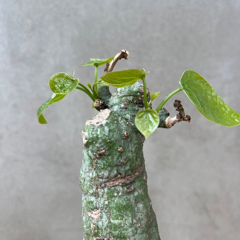 アデニア クリスタルグリーン【GOODDAYS/white鉢セット】23may19.n2-2