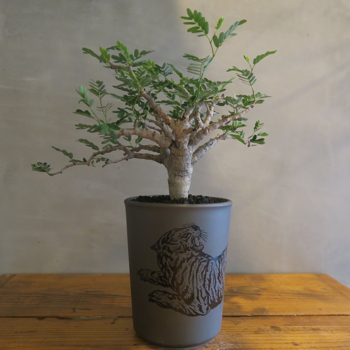 センナ メリディオナリス ボコ肌 美株（鉢付き) senna meridionalis