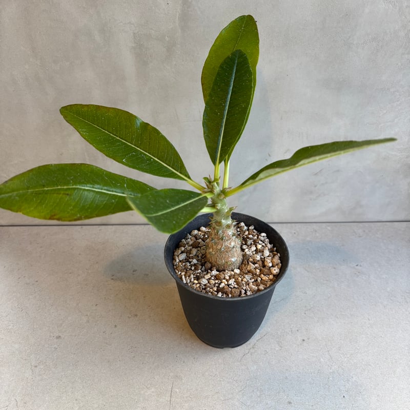 パキポディウム・ウィンゾリー 【実生】(24nov27.h11-12) | GOOD DAYS