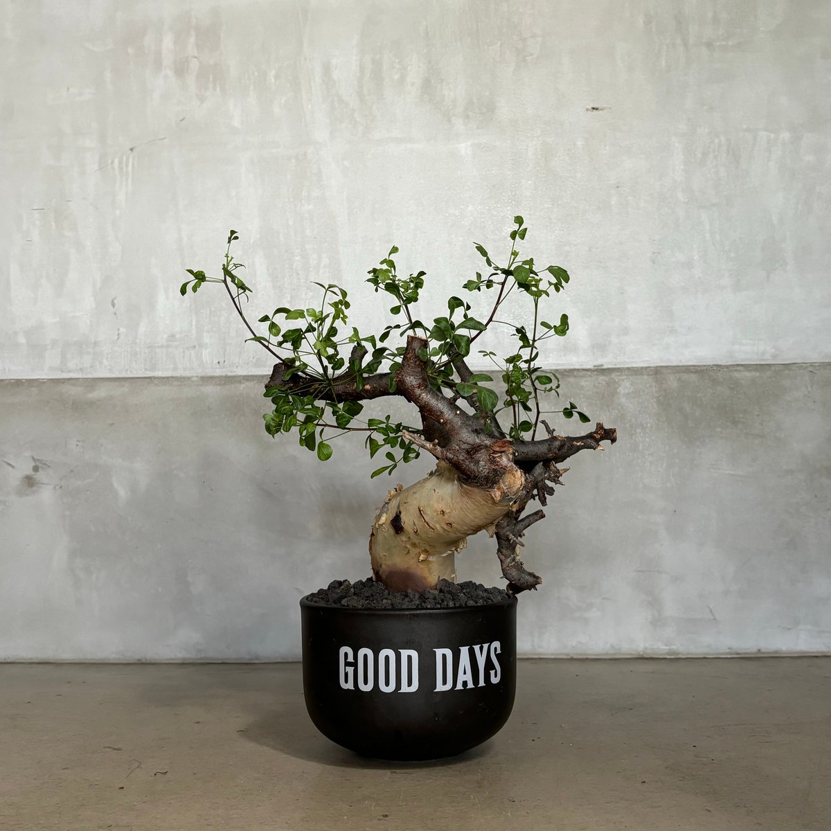 コミフォラ カタフ ピュア【GOODDAYS鉢 black】（24jun29.e1-18） |