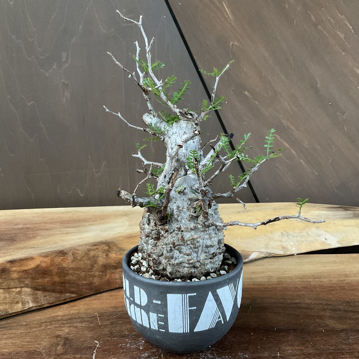 operculicarya pachypus オペルクリカリア・パキプス 【OLDTIME/m