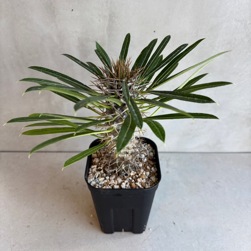 パキポディウム・ラメリー 【実生】(24nov27.h05-2) | GOOD DAYS