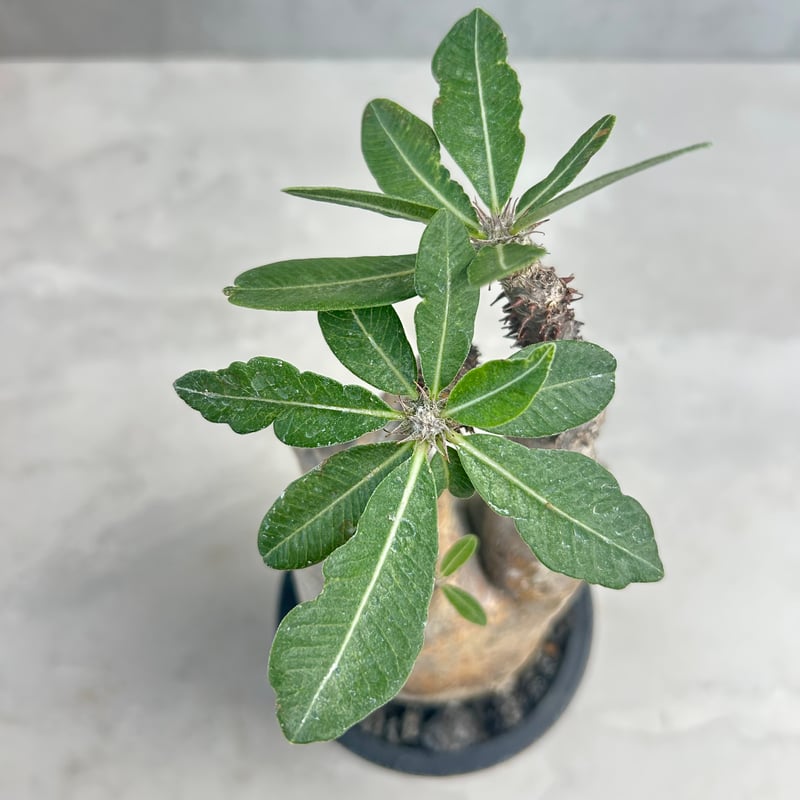 パキポディウム・マカイエンセ(24may9.n4-17) | GOOD DAYS