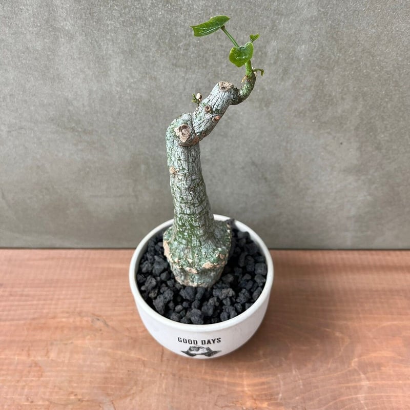 アデニア クリスタルグリーン【GOODDAYS/white鉢セット】23may19