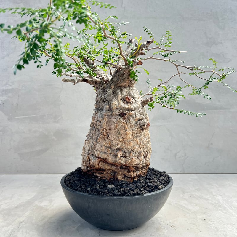 オペルクリカリア・パキプス(230513) | GOOD DAYS