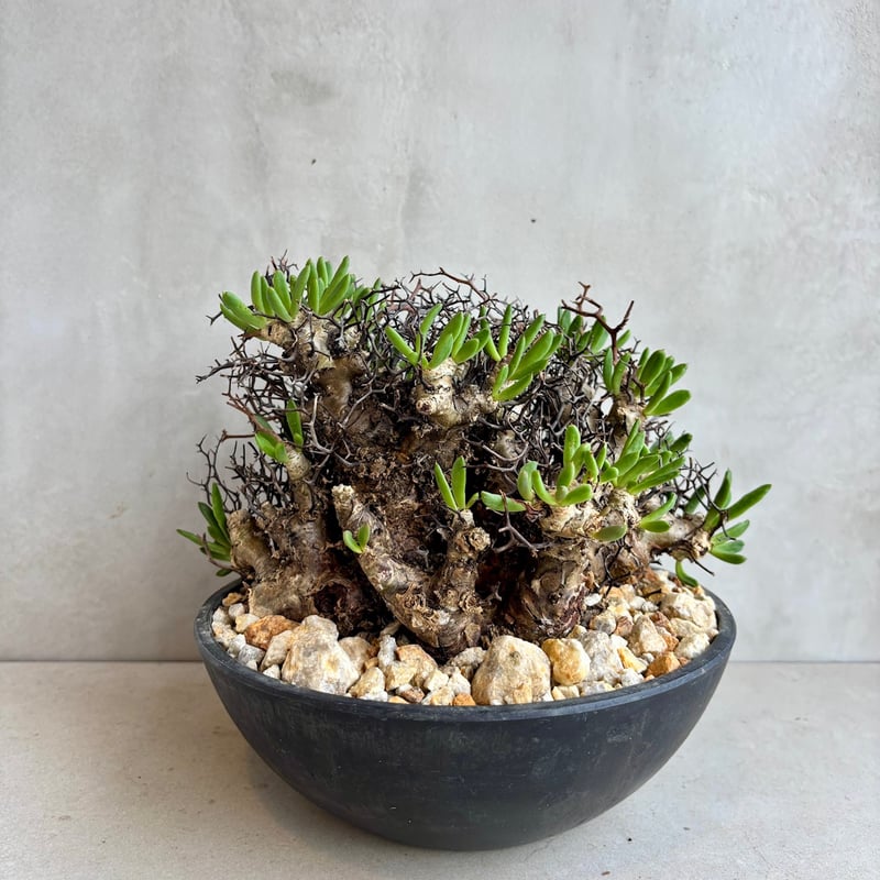 チレコドン・レティキュラーツス / 万物想【24dec14.e22-6】 | GOOD DAYS