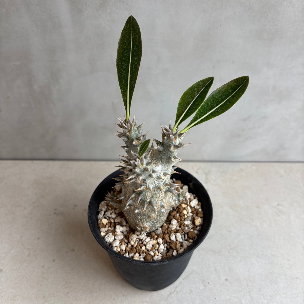 パキポディウム・ホロンベンセ 【実生】(24nov27.h08-16) | GOOD DAYS