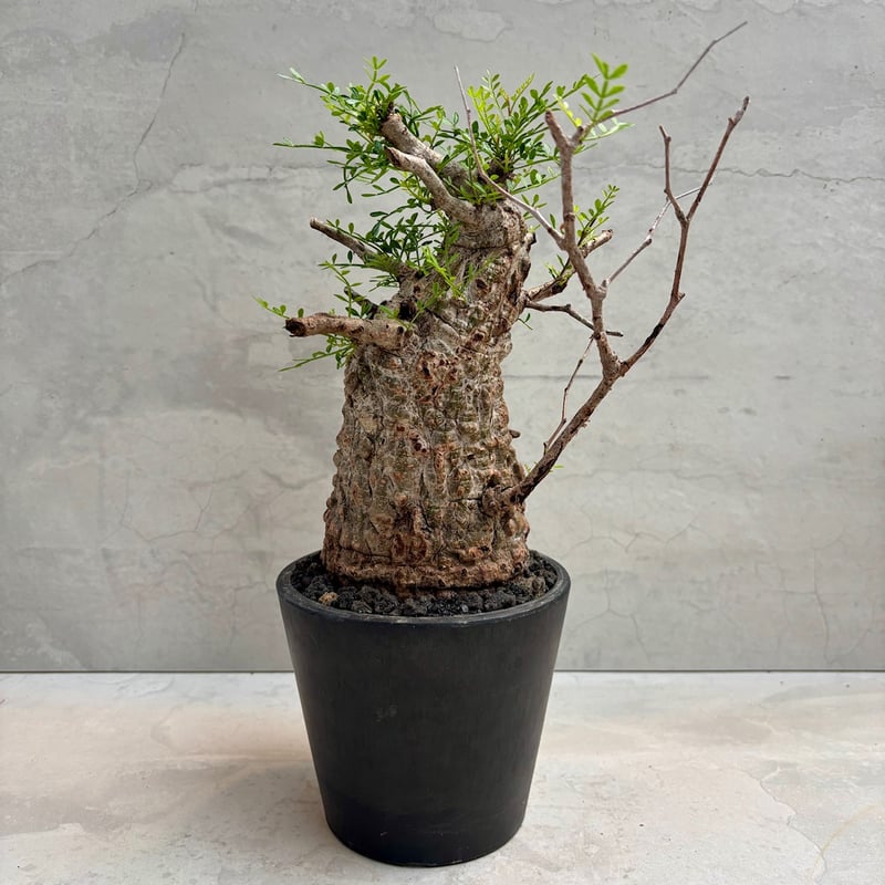 オペルクリカリア・パキプス(24dec24.v14-2) | GOOD DAYS