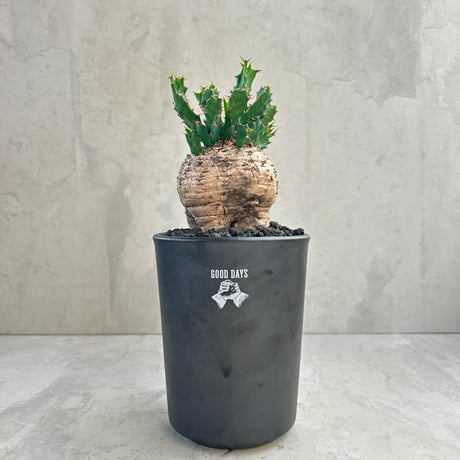 fit=cover,w=460,h=460