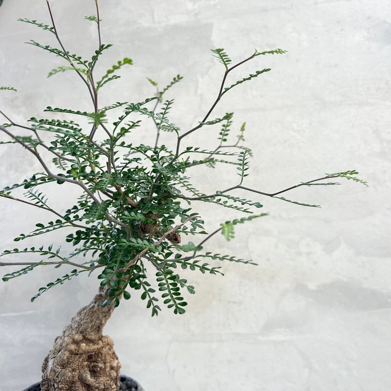 オペルクリカリア・パキプス【浅見五郎助作品鉢】(24dec24.v14-4