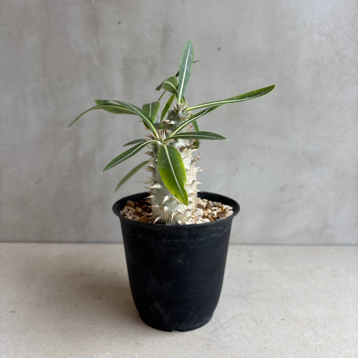 パキポディウム・ホロンベンセ 【実生】(24nov27.h08-3) | GOOD DAYS