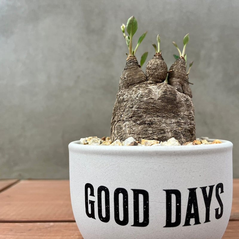 ユーフォルビア ラバティ【GOODDAYS/white鉢セット】23may19.n3-2 |