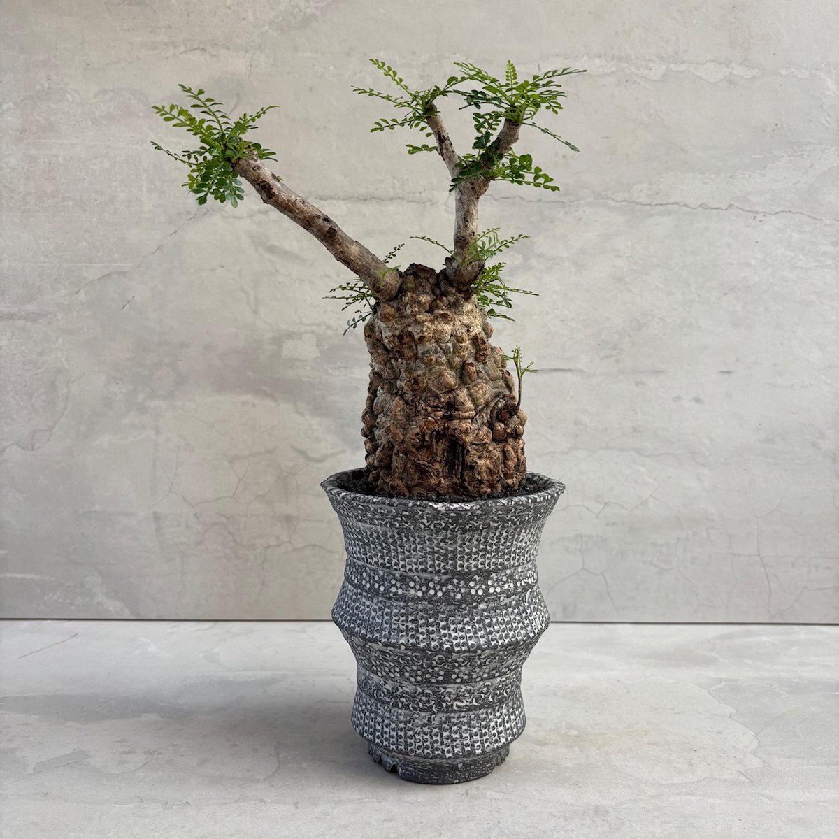 5号鉢 実生 オペルクリカリア パキプス オペルクリカリア・パキプス【浅見五郎助作品鉢】(24dec24.v14-23