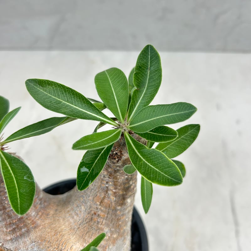 パキポディウム・マカイエンセ(25jul15v06-1) | GOOD DAYS