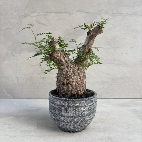 オペルクルカリアパキプス | STORES