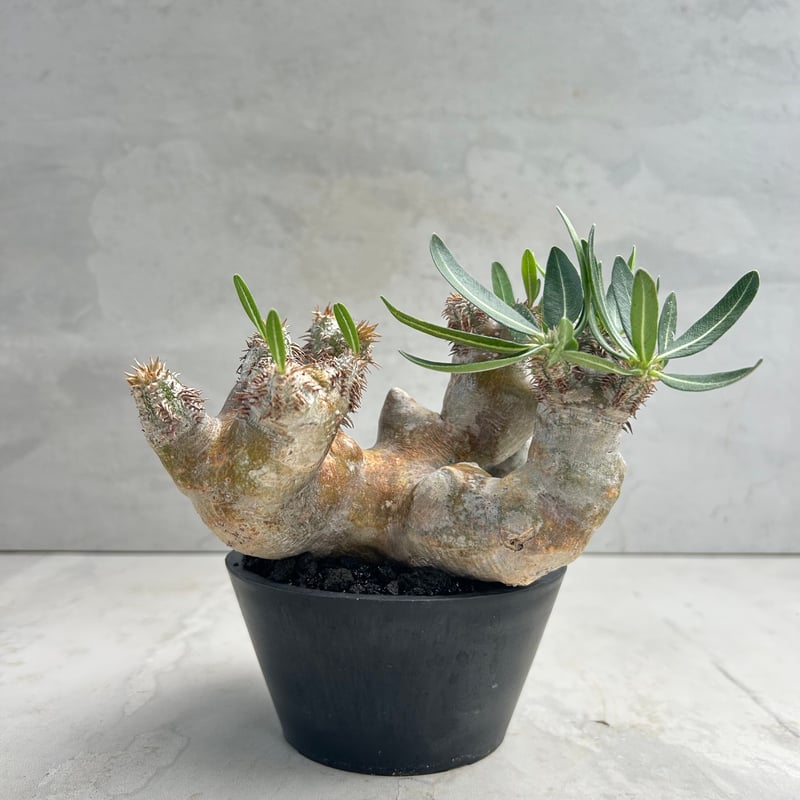 パキポディウム・ブレビカリックス (25jul15v46/2-3) | GOOD DAYS