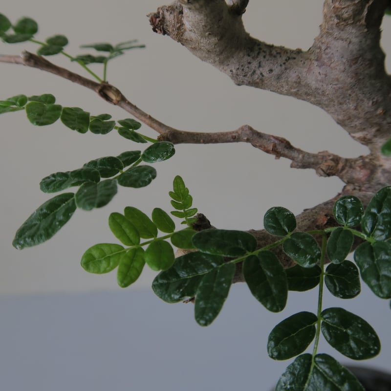 commiphora monstruosa コミフォラモンストローサ GOOD DAYS