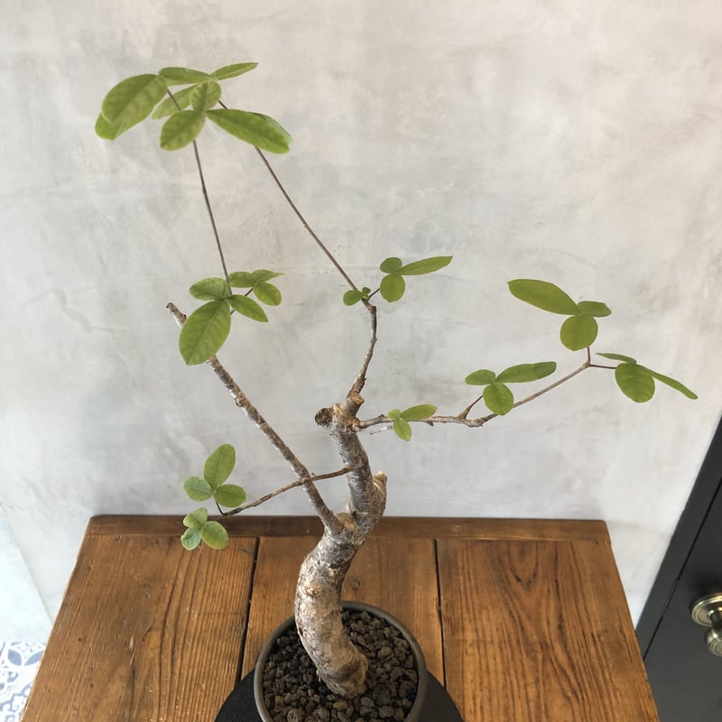 commiphora orbicularis コミフォラオルビクラリス NUTS