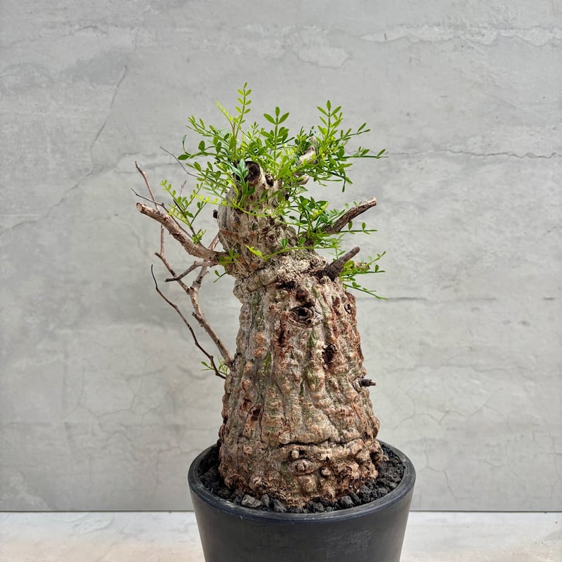 オペルクリカリア・パキプス(24dec24.v14-2) | GOOD DAYS