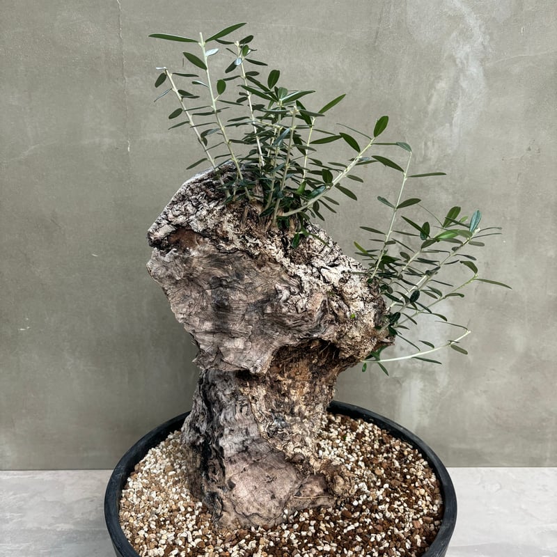 OLD Olive オールドオリーブ Old Olive 古木オリーブ［No.05］× 11号皿鉢(φ33cm) | Botanic