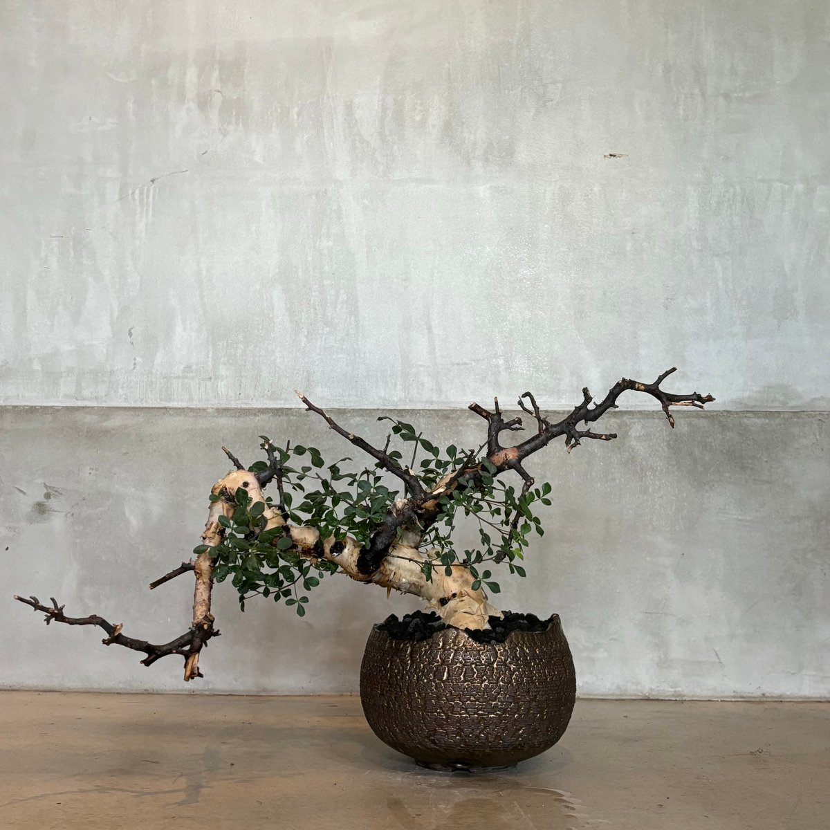 6 コミフォラ　カタフ　ピュア 現品限り】コミフォラ・カタフ ソマリア ピュア 現地株 発根済み 長期