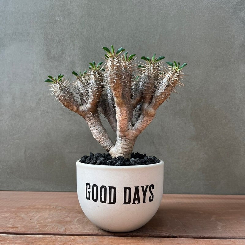 ユーフォルビア ギラウミニアナ【GOODDAYS/white鉢セット】23may19.n4-3