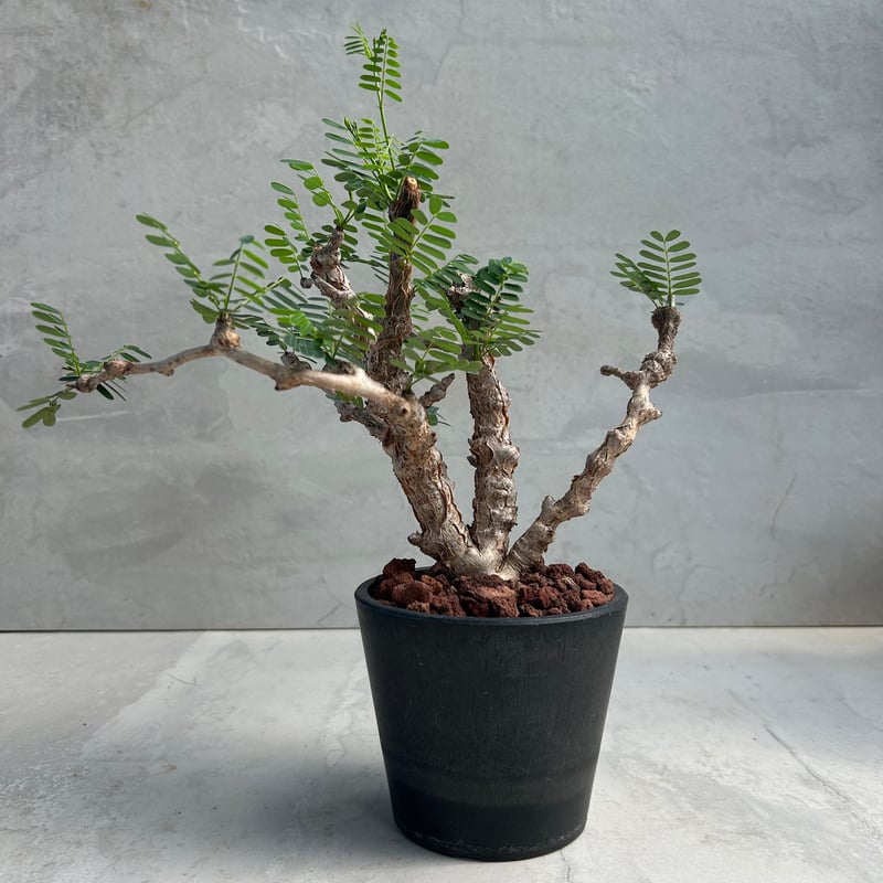 bon25　センナ☆メリディオナリス センナ メリディオナリス | STELLA.PLANTS