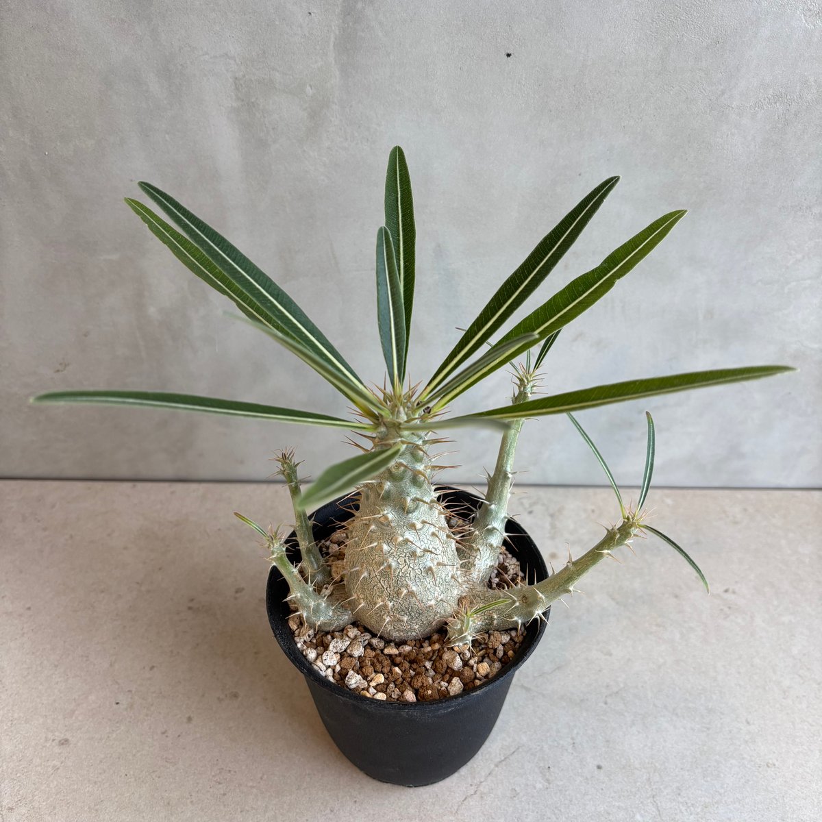 パキポディウム　グラキリス　2017実生 パキポディウム グラキリス 実生／Pachypodium gracilius no.