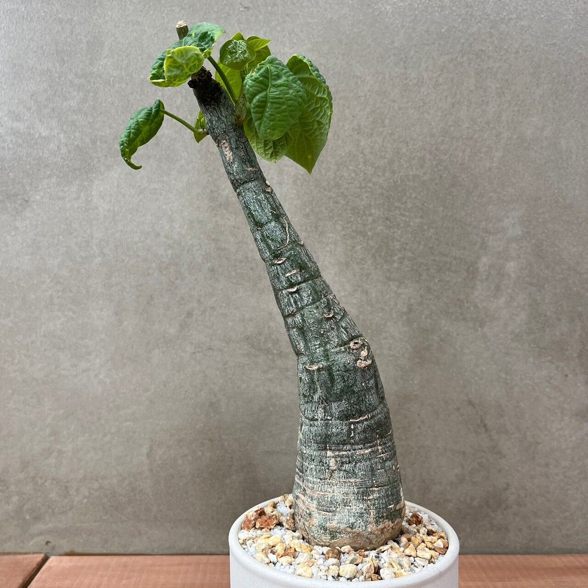 Yubisakino フラワー・ガーデニング 【現地球/ 超希少