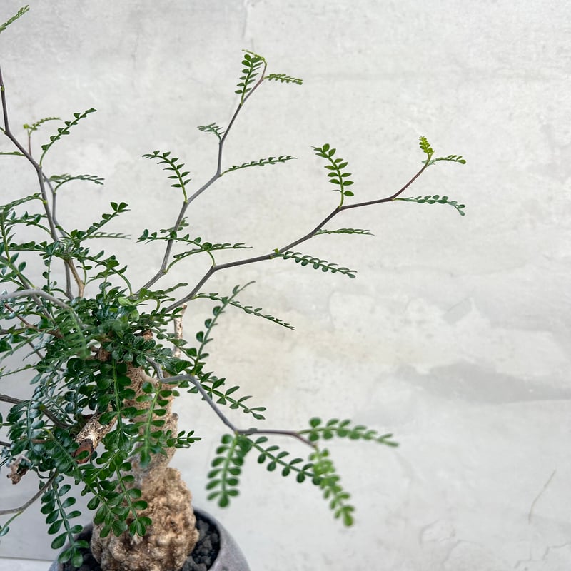 オペルクリカリア・パキプス【浅見五郎助作品鉢】(24dec24.v14-4