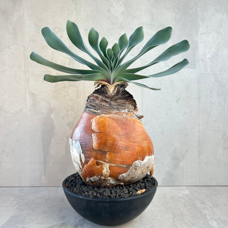 ブーファン・ハエマンソイデス(24dec14.e27-4) | GOOD DAYS