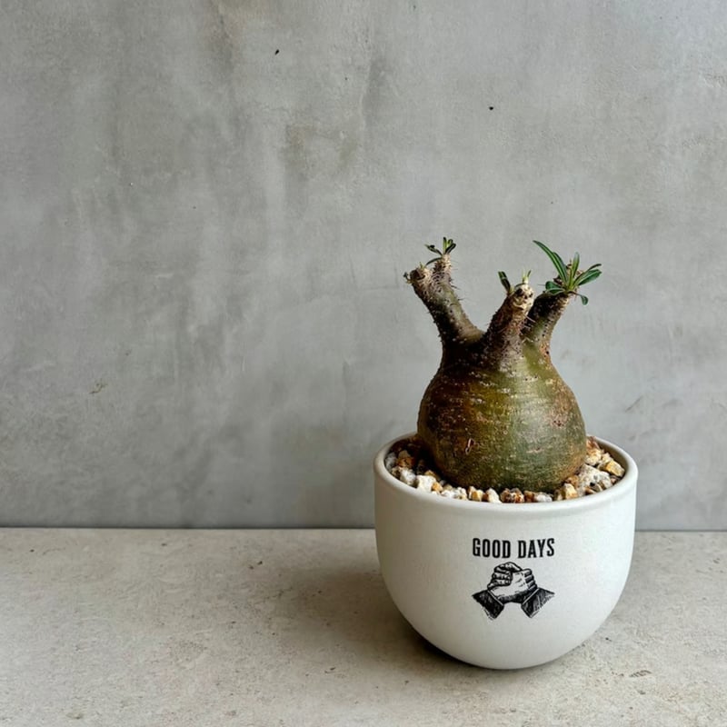 パキポディウム・グラキリス【GOODDAYS鉢 white】(24dec24.v01-6) |