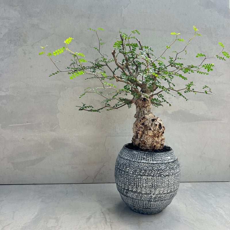 オペルクリカリア・パキプス【浅見 五郎助 作家鉢】(24dec24.v14-16