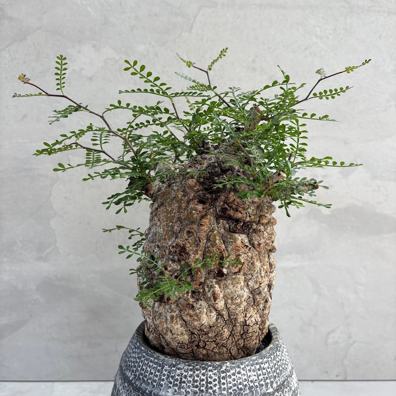 オペルクリカリア・パキプス【浅見五郎助作品鉢】(24dec24.v14-17