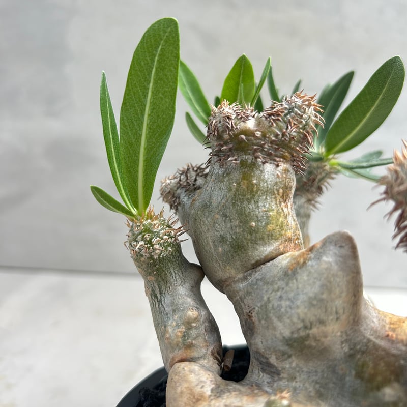 パキポディウム・ブレビカリックス (25jul15v46/2-3) | GOOD DAYS