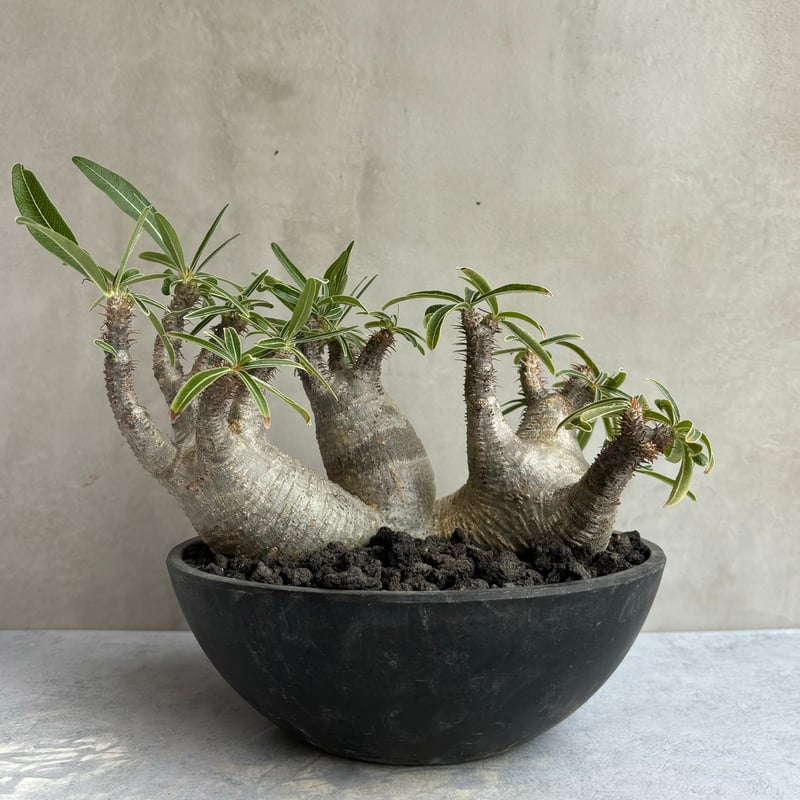 42.パキポディウム グラキリス マルチ パキポディウム・グラキリス