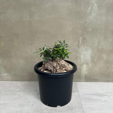 Old olive（24jun4.v3-2）