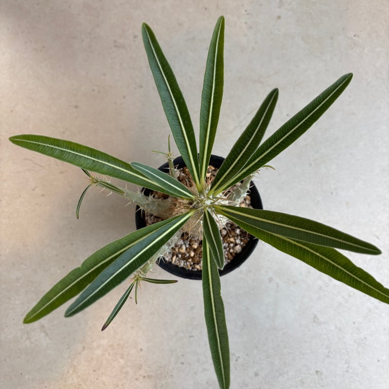 パキポディウム・グラキリス【実生】 (24nov27.h06-16) | GOOD DAYS