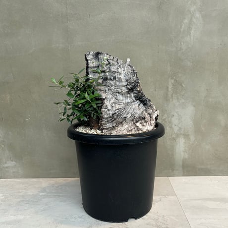 Old olive（24jun4.v3-4）