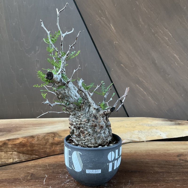 長*昭様 【種子】オペルクリカリア パキプス Operculicarya pac ruuplants_operculicarya-