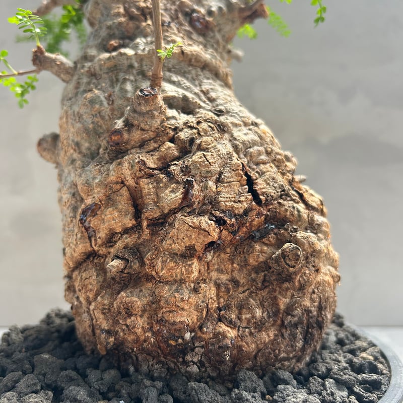 オペルクリカリア・パキプス(230513) | GOOD DAYS