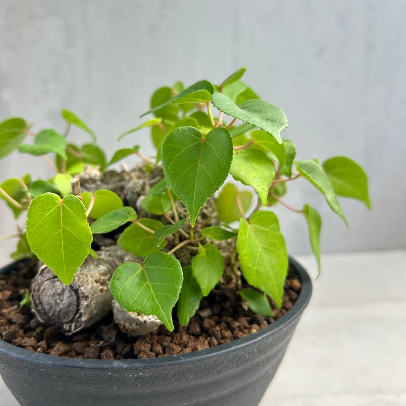 オオハマボウ　こん オオハマボウ こん オオハマボウ | Hibiscus tiliaceus | か