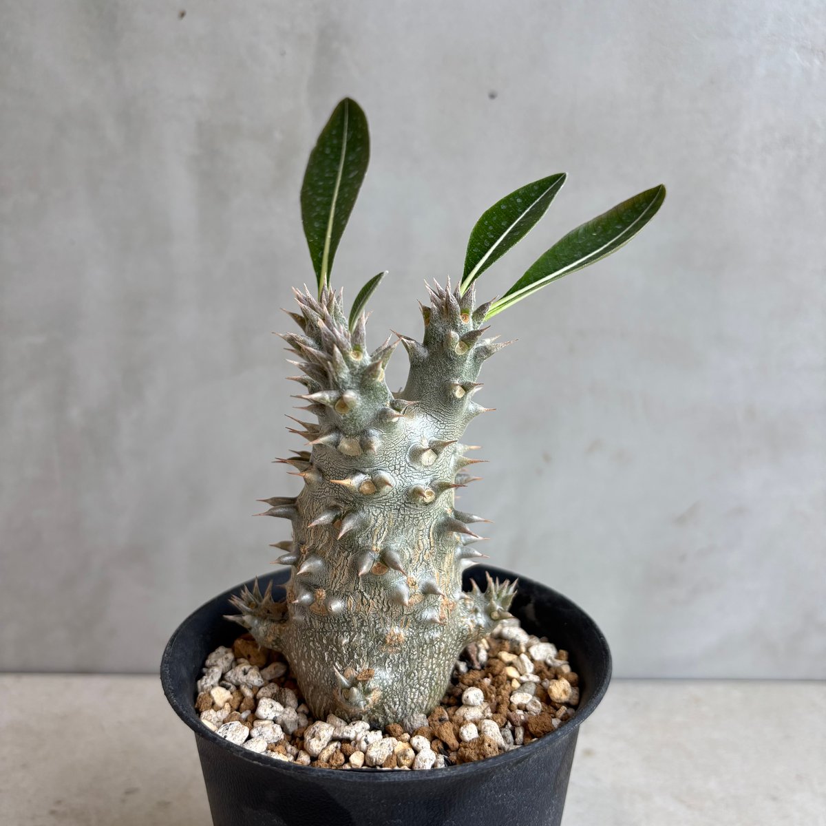 パキポディウム・ホロンベンセ 【実生】(24nov27.h08-16) | GOOD DAYS